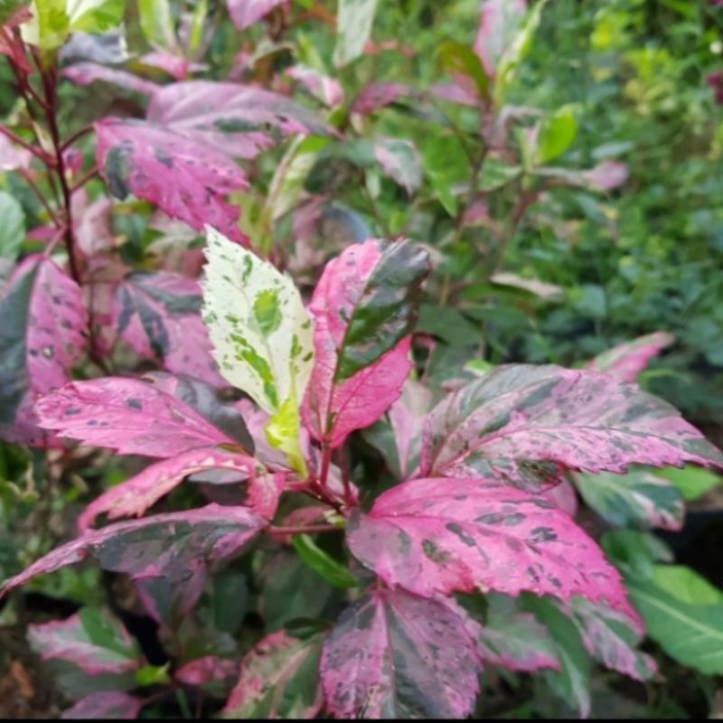 Tanaman hias bunga sepatu daun merah