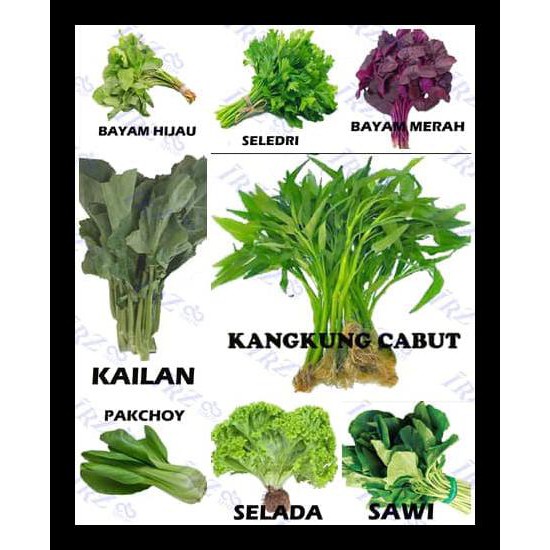 Paket Benih Sayuran Daun