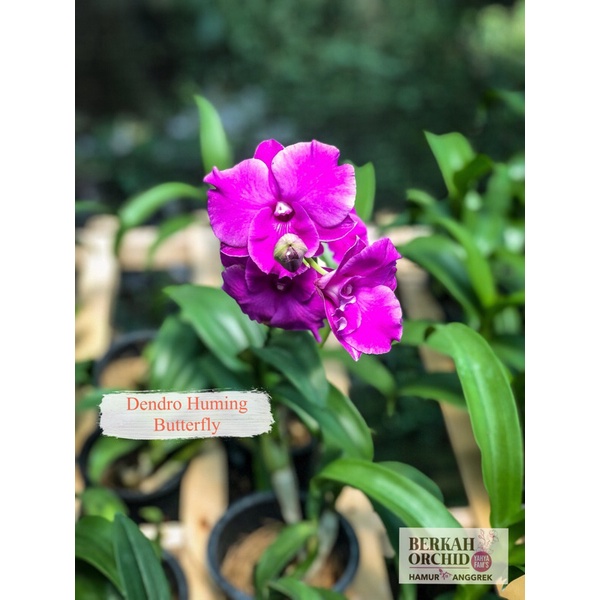 Anggrek berbunga spike Dendrobium Thailand Humming Butterfly