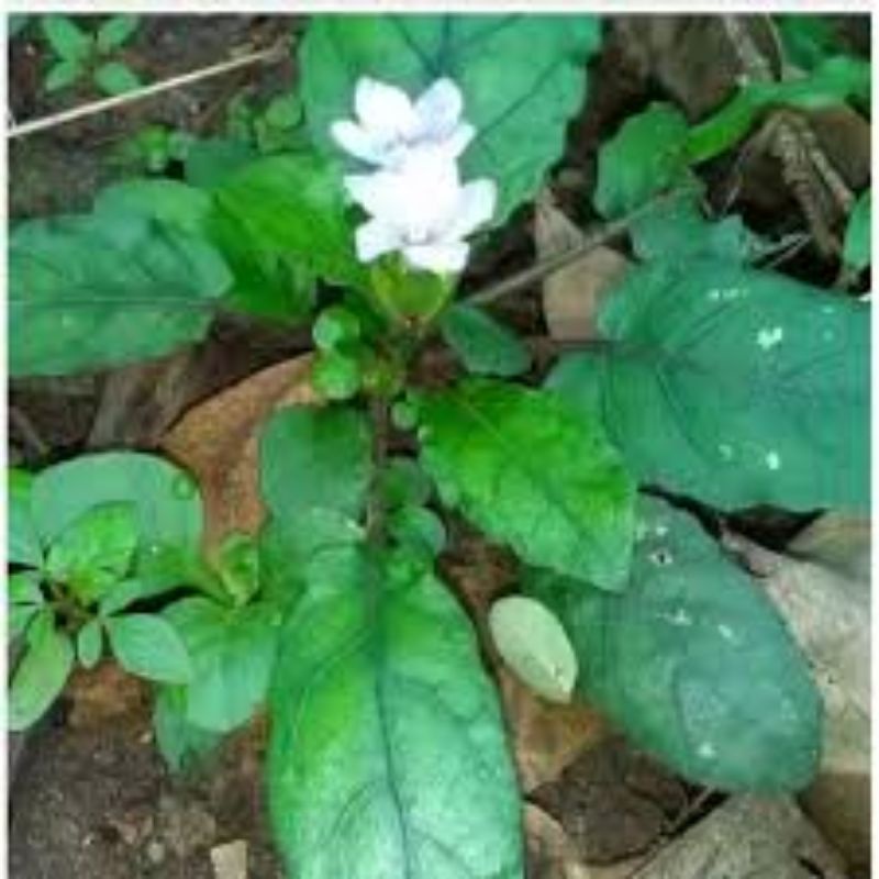 BIBIT TANAMAN GEMPUR BATU Herbal Peluruh batu ginjal