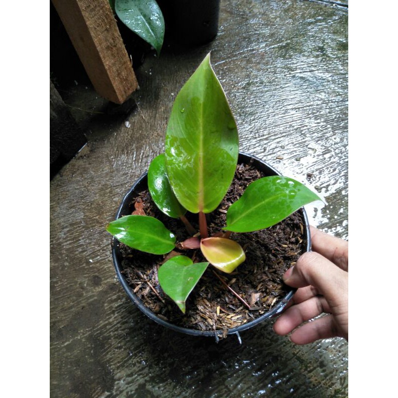 

philodendron juice oren