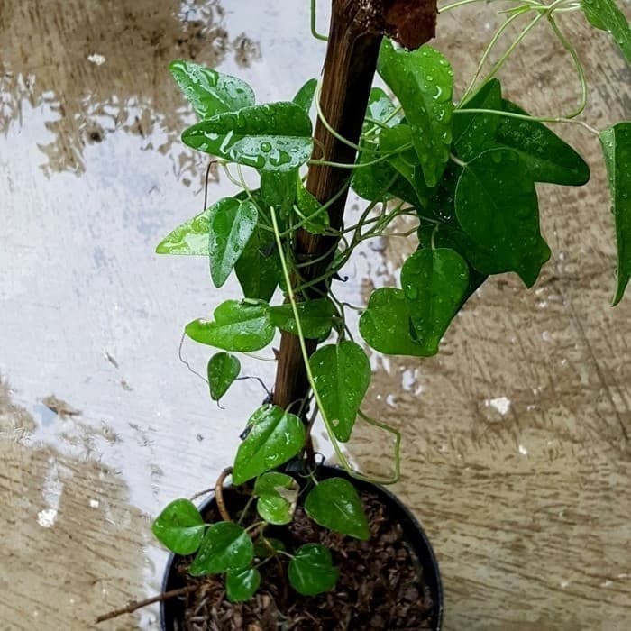 Tanaman herbal cincau jelly/pohon cincau jelly