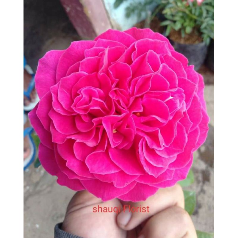 bunga mawar import "KATE ROSE" dewasa