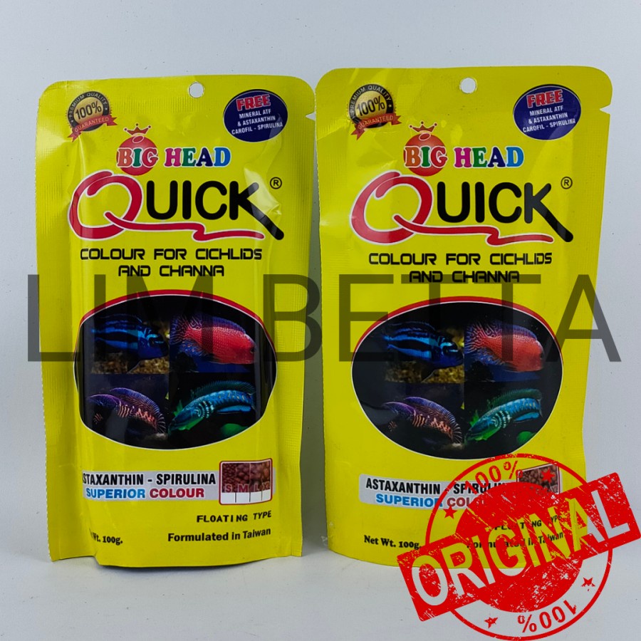 BIG HEAD QUICK YELLOW ( KUNING ) / BIG HEAD CHANNA &amp; CICHILD