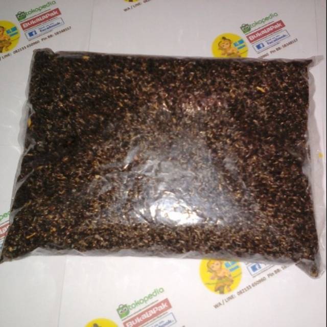 Biji Niger / Niger seed 1 kg, Pakan burung utk stamina
