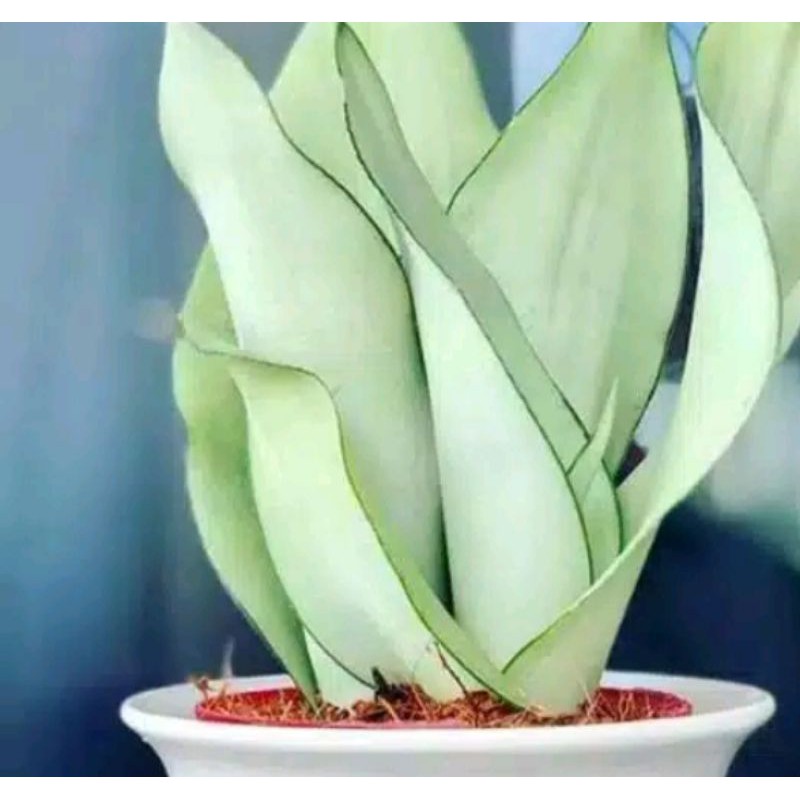 lidah mertua mini silver