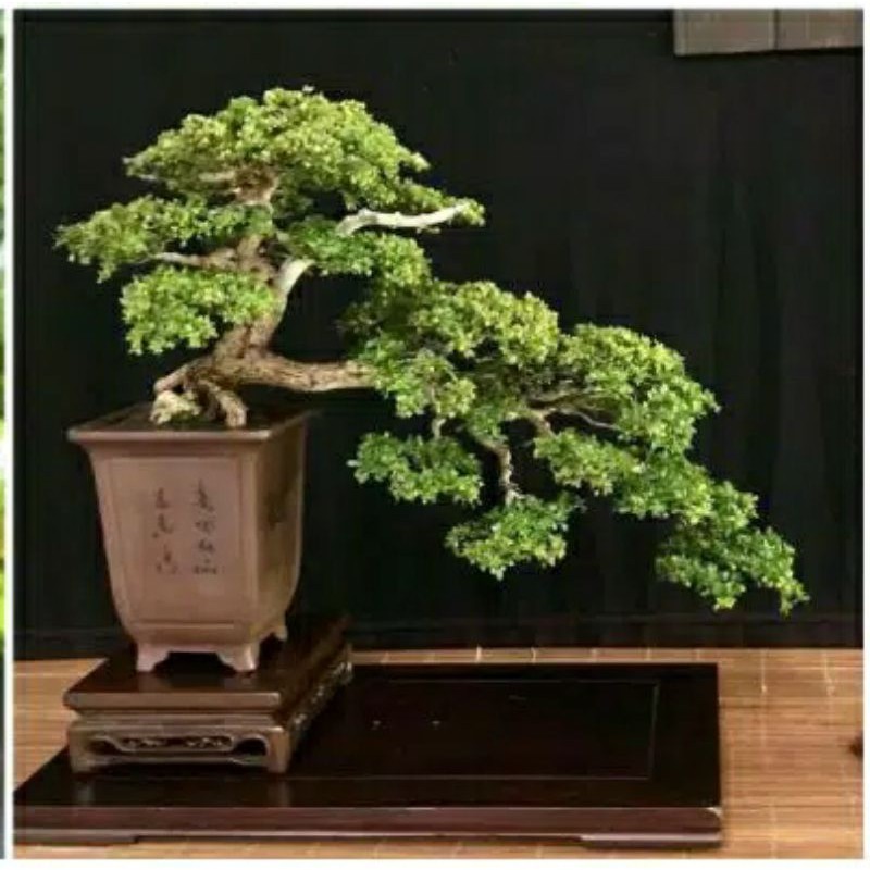10 biji benih Bonsai Bucida Spinosa atau Black Olive atau Geometri
