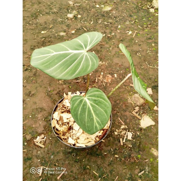 Philodendron Gloriosum Dark Form