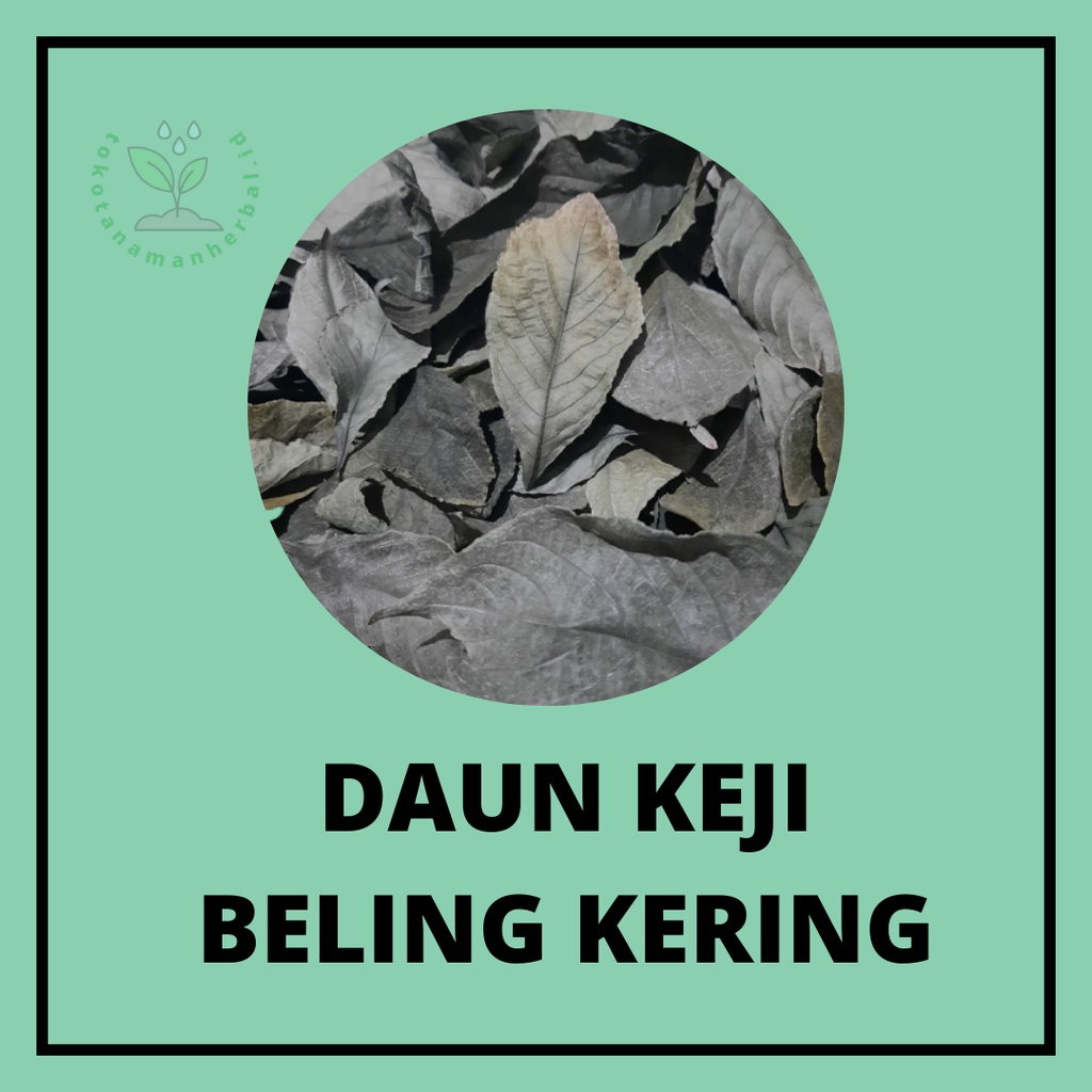 Jual Daun Keji Beling Pecah Beling Kering Herbal Daun Utuh | Shopee ...