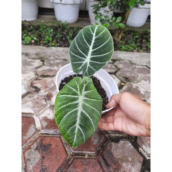 Alocasia Black Velvet Remaja