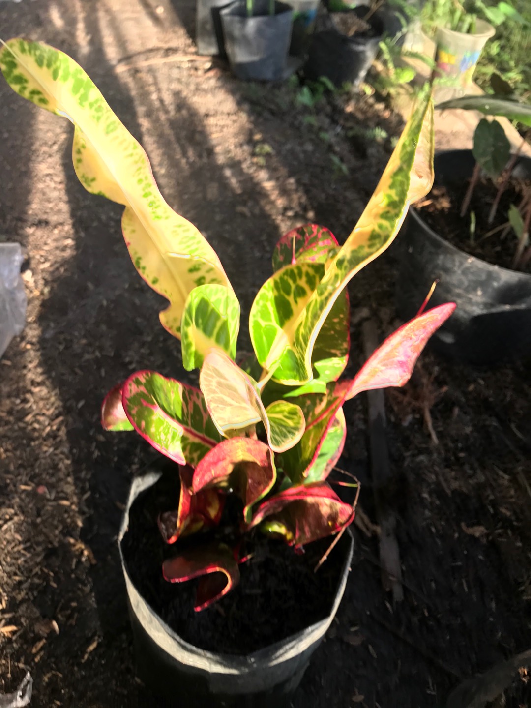 Tanaman Hias Puring Kirana