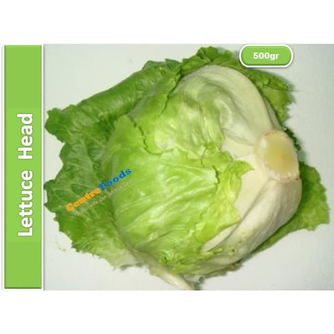 

Lettuce Head Iceberg - Salada Kepala | 500gr [ Harga Per 0,5 Kg ]
