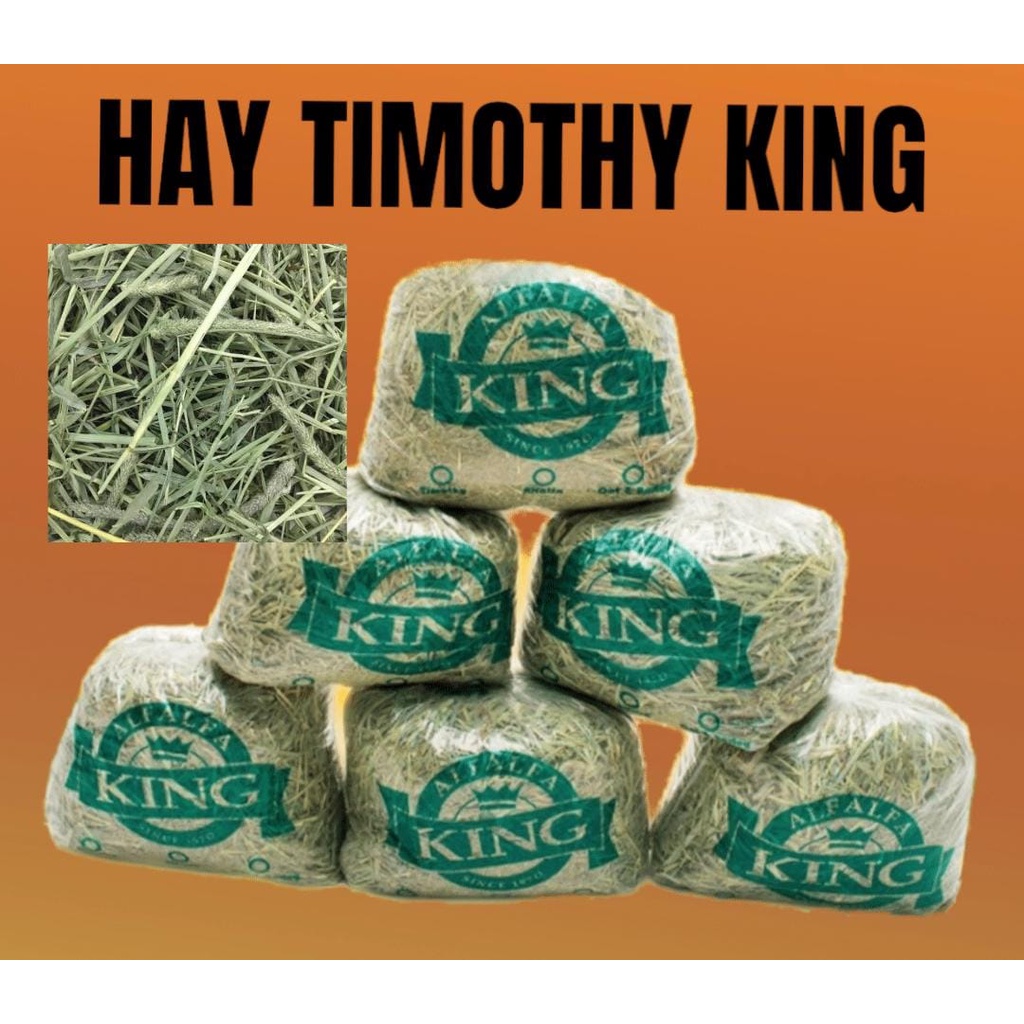 TIMOTHY RUMPUT HAY MAKANAN KELINCI
