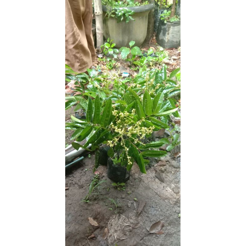 bibit klengkeng aroma durian berbunga