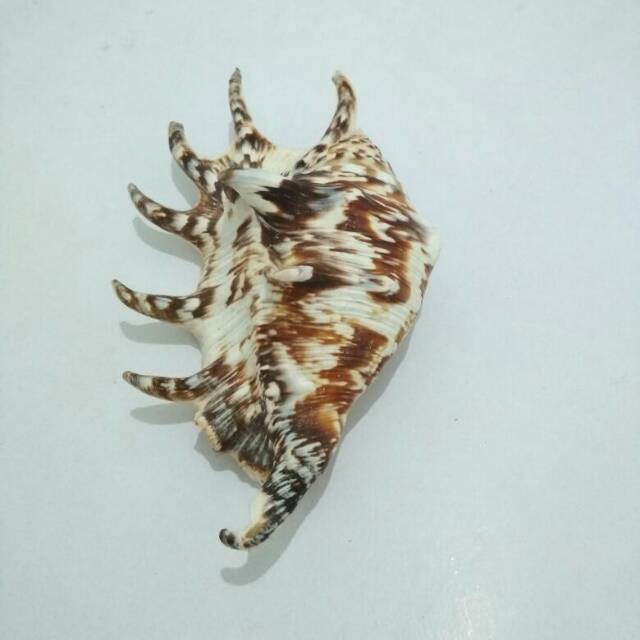 GEN Cangkang Kerang Lambis Lambis Dekorasi Aquarium