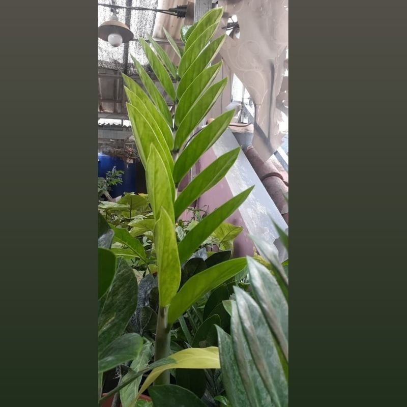 zamia varigata bagus #275K / tanaman hias