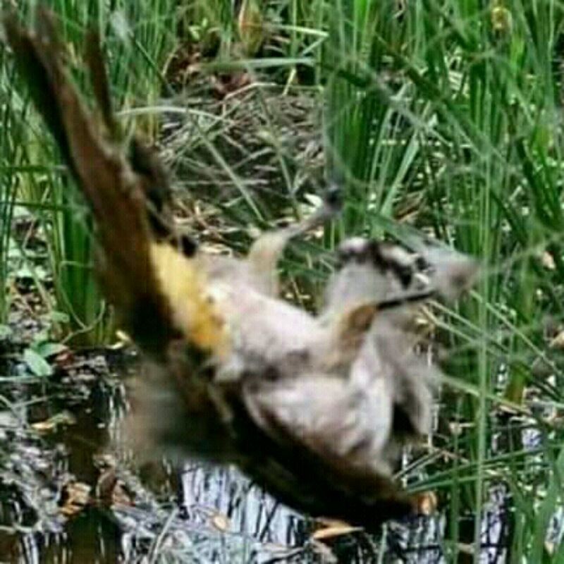 jaring/jebakan burung kecil