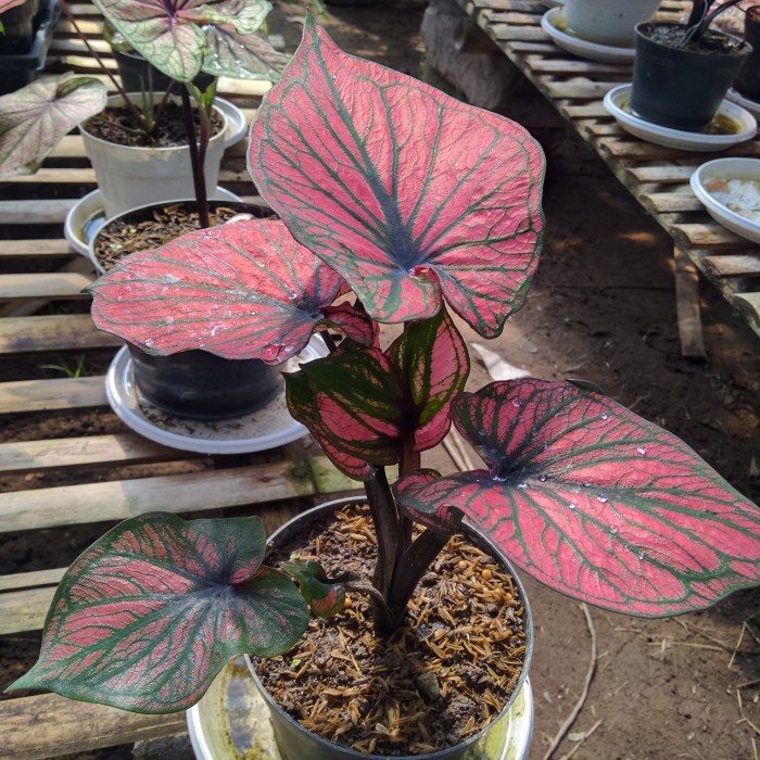 caladium keladi hias NC GATHOTKACA daun ganda anakan tanaman hias