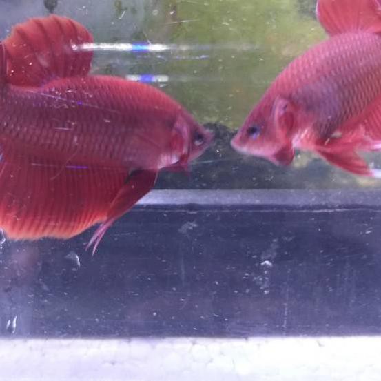 ™►► IKAN CUPANG PK SUPER RED