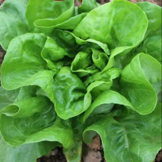 Benih Selada Besar Italian Lettuce Import
