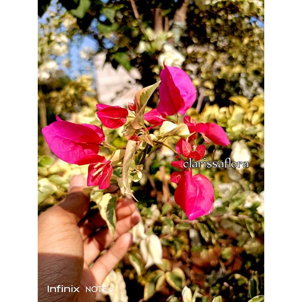 TANAMAN HIAS BOUGENVILLE VARIGATA PINK - POHON BOUGENVILLE