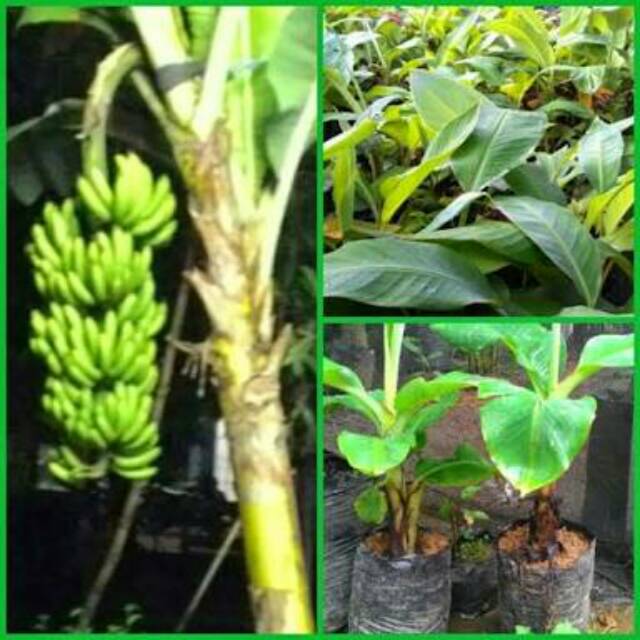 Bibit tunas pisang cavendish unggul