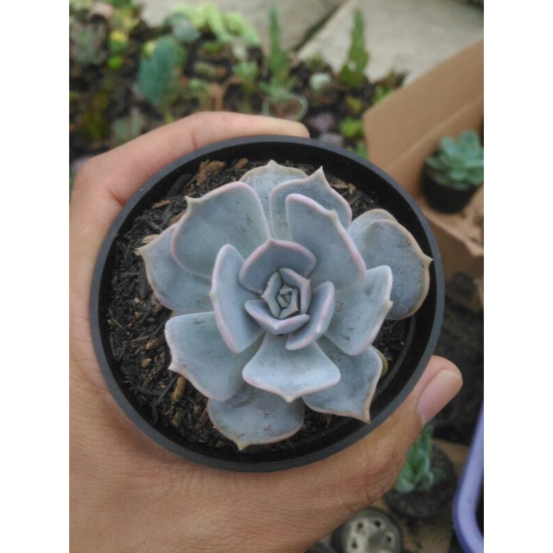 Kaktus Sukulen Echeveria Lilacina