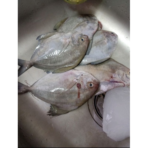 

BAWAL LAUT 1KG (sudah di bersihkan)