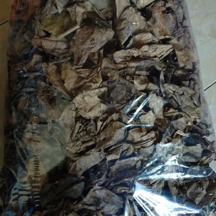 DAUN KETAPANG OLAHAN FERMENTASI 1 KG NETTO