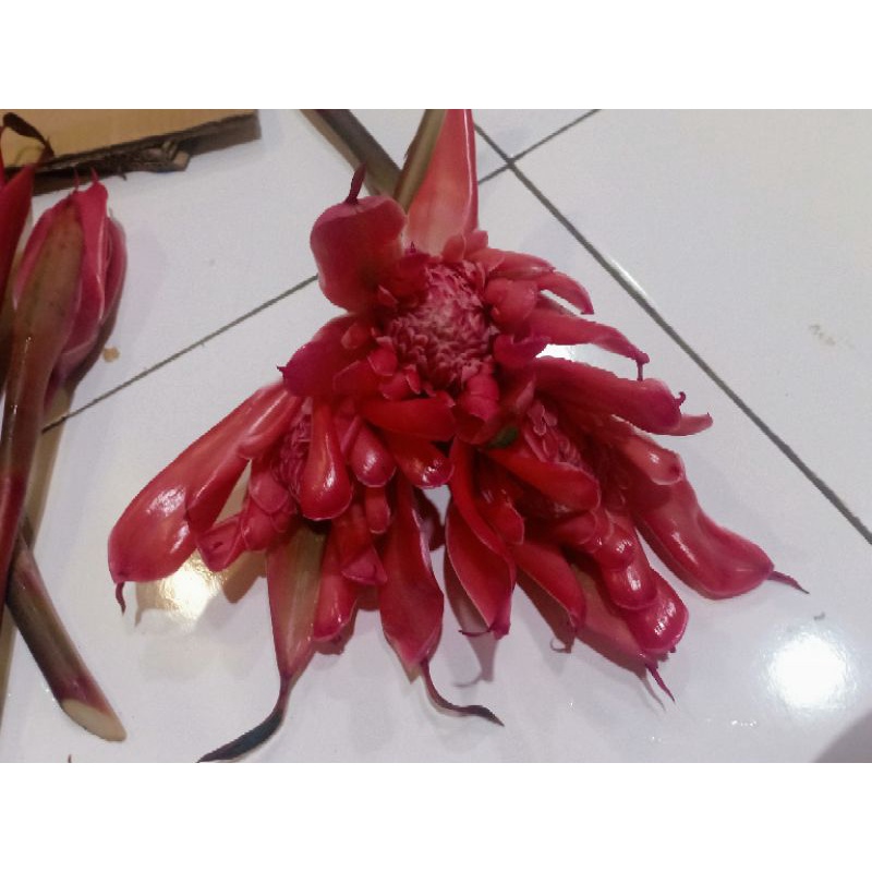 

KECOMBRANG MERAH MEKAR 500gr