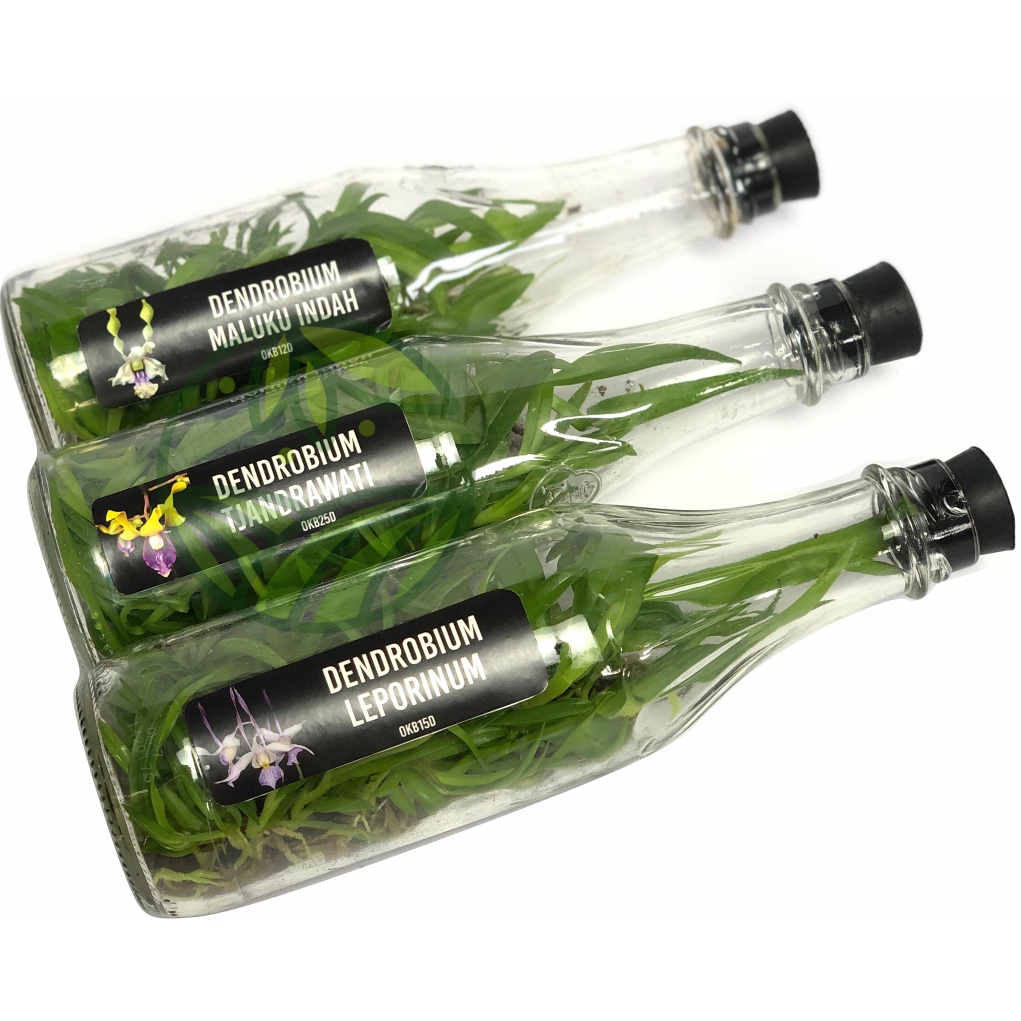 Bibit Dalam Botol Anggrek Dendrobium Murah Dendrobium Botolan Anggrek Botol
