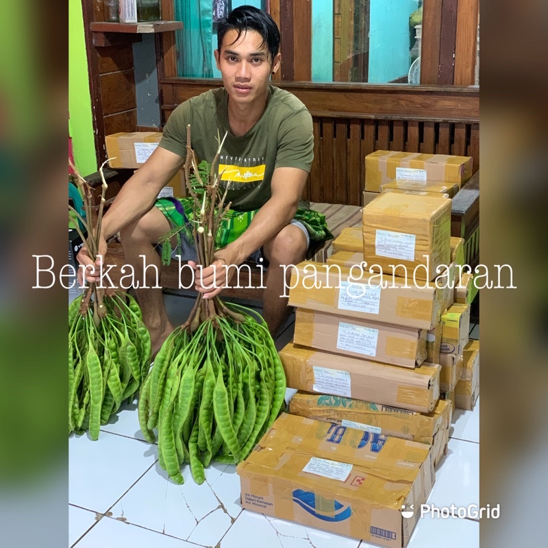 

PETE 1 IKAT ISI 10 PAPAN | PETAI