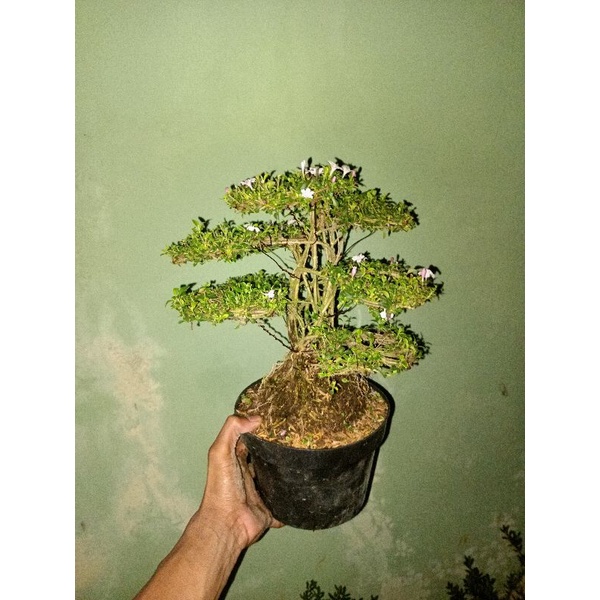 bonsai seriesa seribu bintang mikro