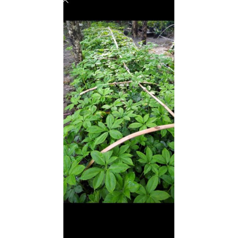 Bibit porang siap tanam per 1 pohon