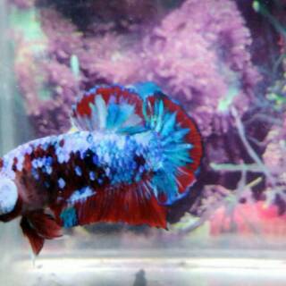 ikan cupang koi galaxy multicolor grade a | shopee indonesia