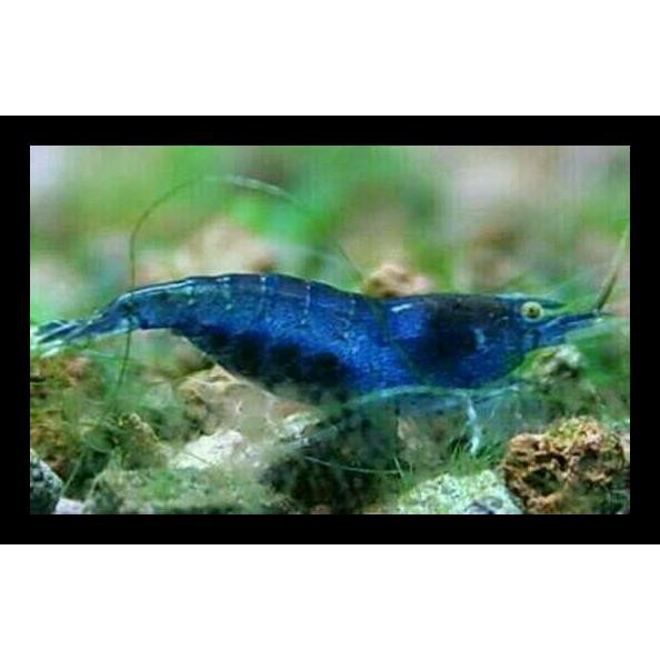 

Udang Hias Blue Diamond Terlaris