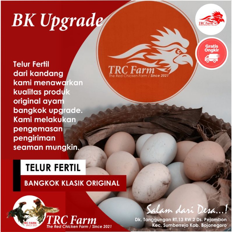 

Paket Fertil Ayam Bangkok Pacek BK Original