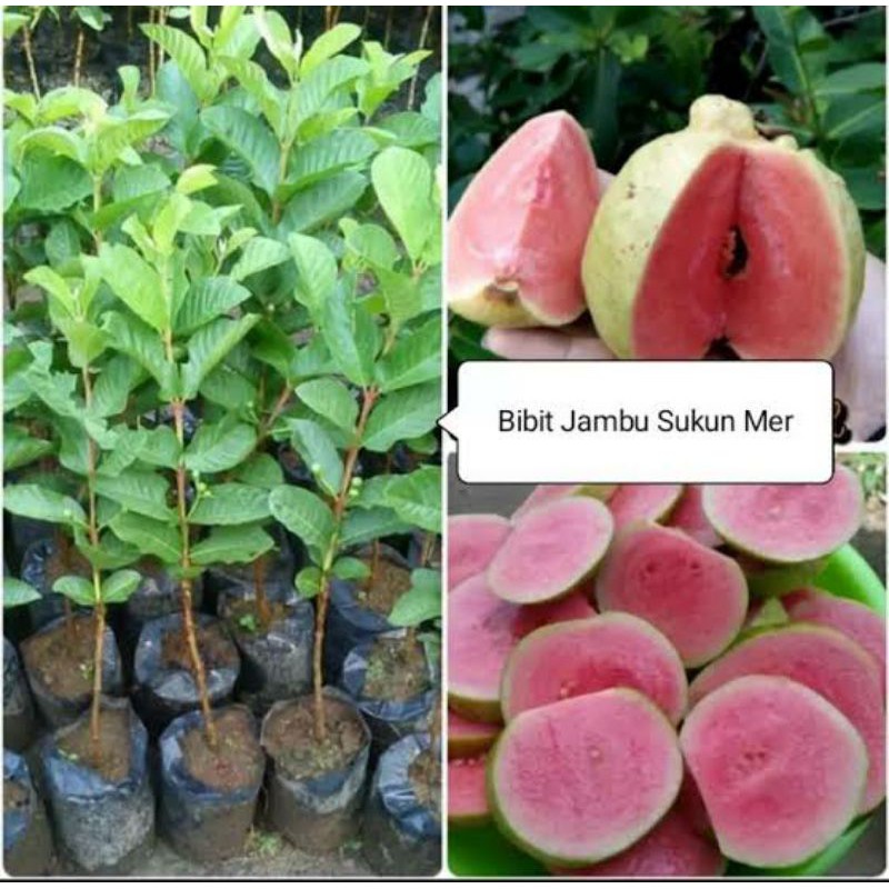 bibit jambu sukun merah super