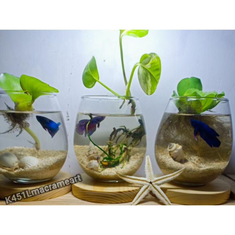 Aquarium Ikan Cupang / Aquarium Aquascape kaktus + Tatakan kayu