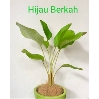 Tanaman hias daun calathea  lutea luthea pisang  kalatea 