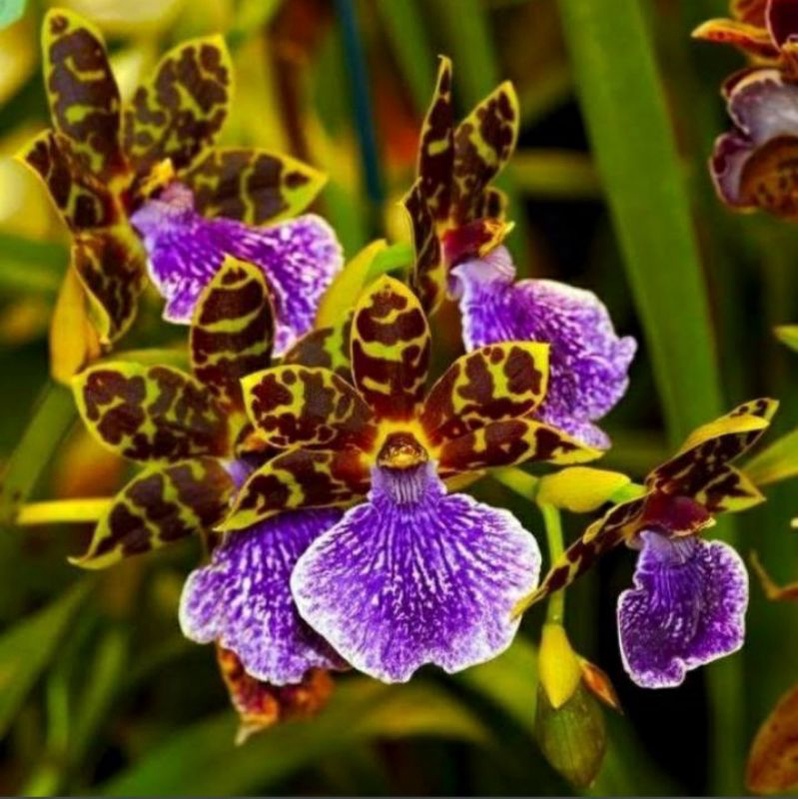 

Anggrek Zygopetalum