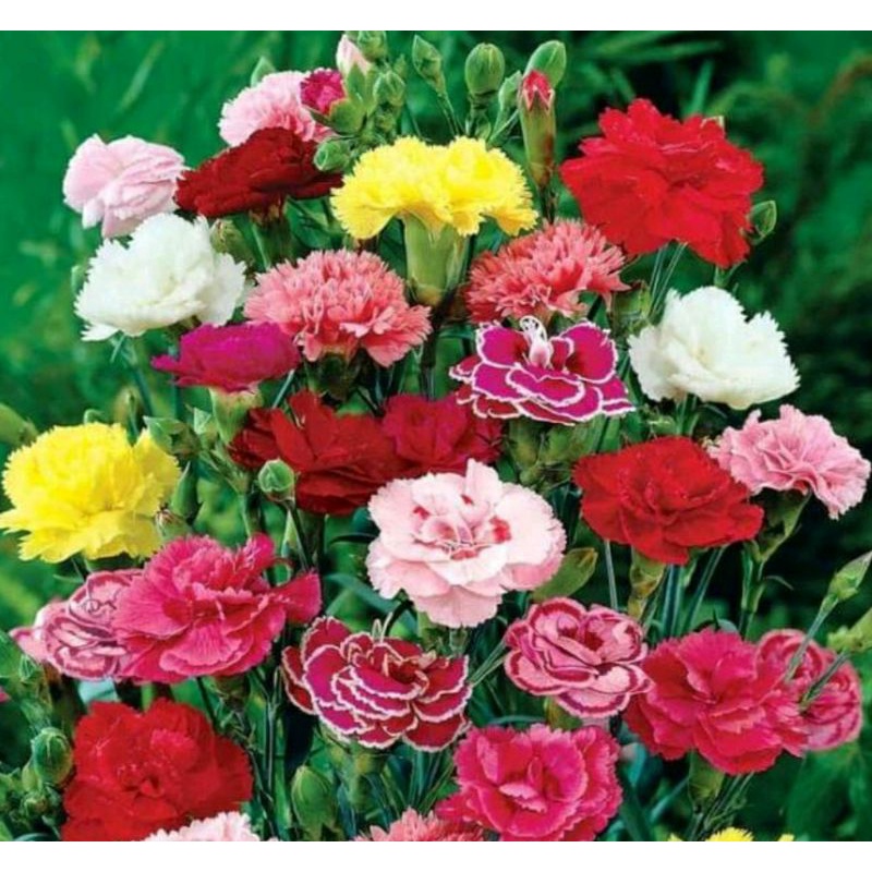 Benih BUNGA CARNATION MIXED / Anyelir isi 2 biji