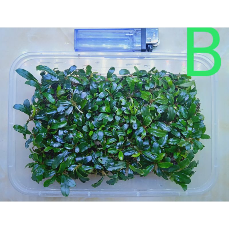 bucephalandra