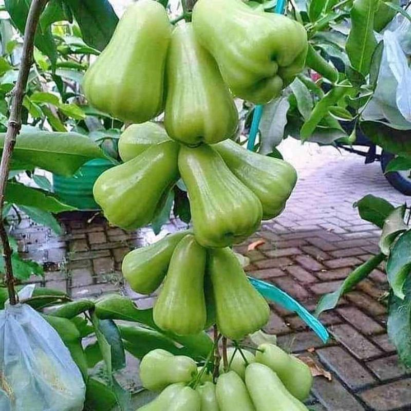 Bibit jambu Taiwan super green