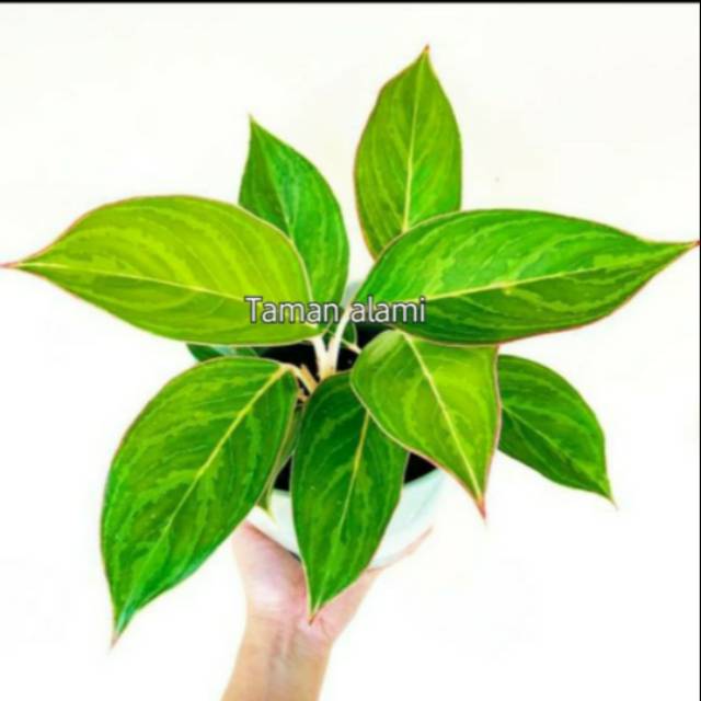 Tanaman hias aglonema flamingo - aglonema lipstik flamingo