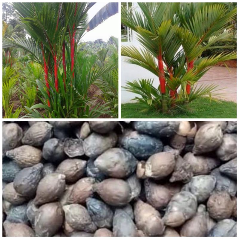 bibit biji palem merah hias isi(15biji)