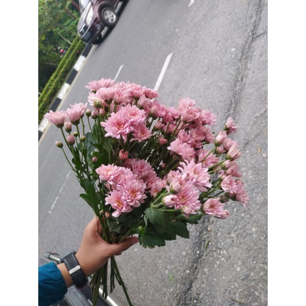 Krisan Potong Salem / Bunga krisan