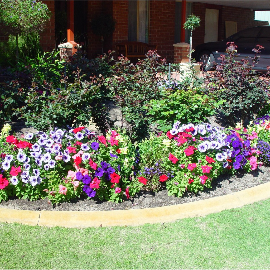 BS-BYL Bibit Bunga Benih Tanaman Bunga Hias Matahari Mawar Aster Vinca Krisan Telang Sunflower Krokot Lavender Marigold Zinnia-7