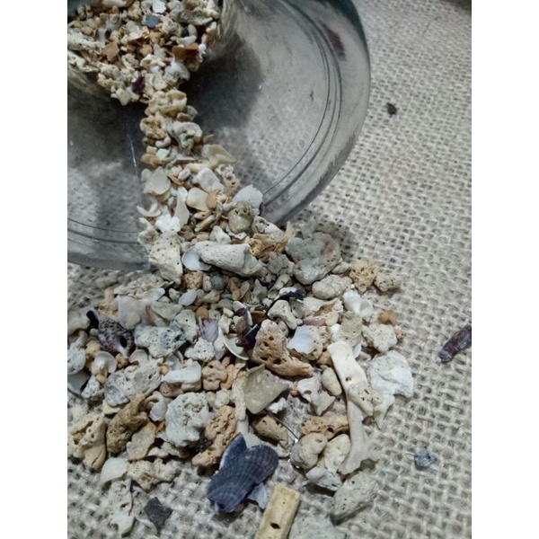 Kerikil / Batu Karang Laut / Kerang Laut / Kreasi
