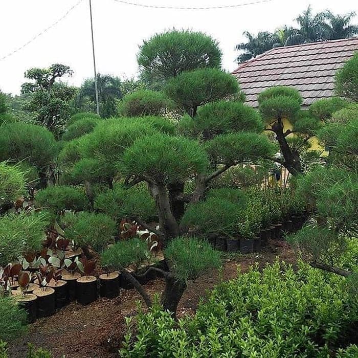 Tanaman hias bonsai - cemara udang - bonsai Cemara udang